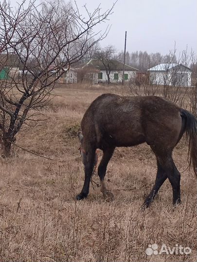 Конский навоз бесплатно