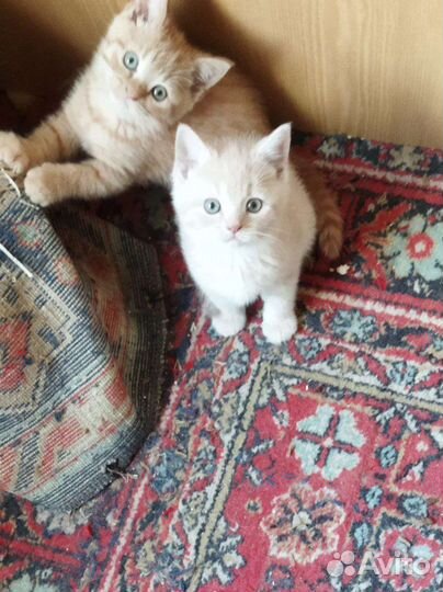 Котята шотландские