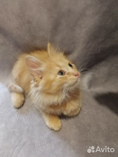 Отдадим котят в добрые руки