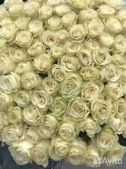 101 розы букет