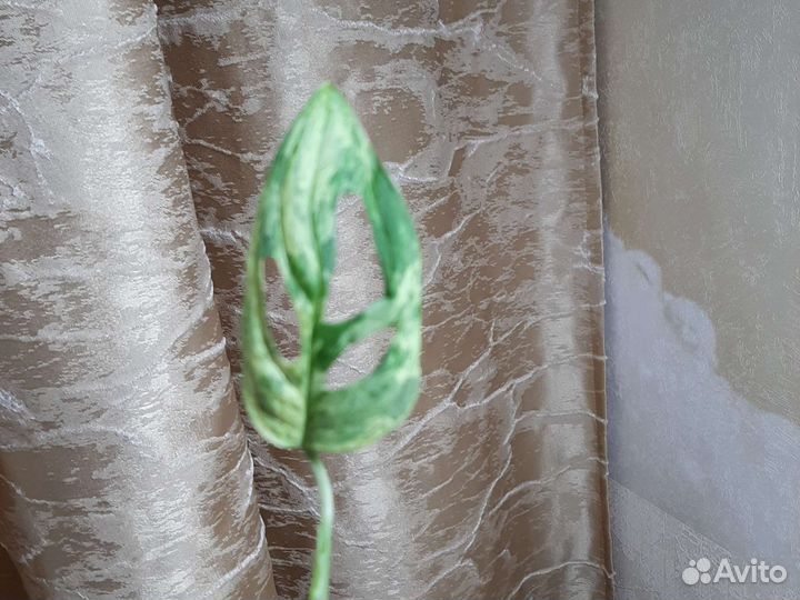 Монстера Adansonii Indonesia mint