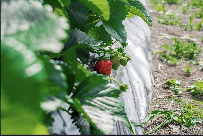 Рабочие на поле