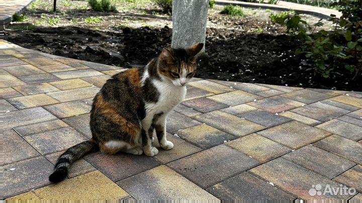 Тротуарная плитка Крупноформатная