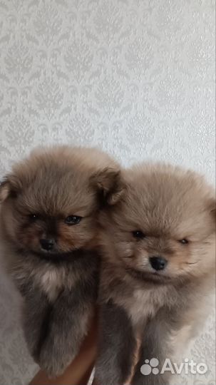 Продажа щенков шпица