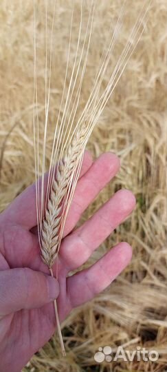Пшеница, ячмень продажа
