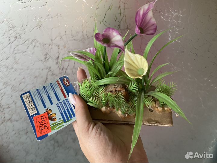 Растение для аквариума