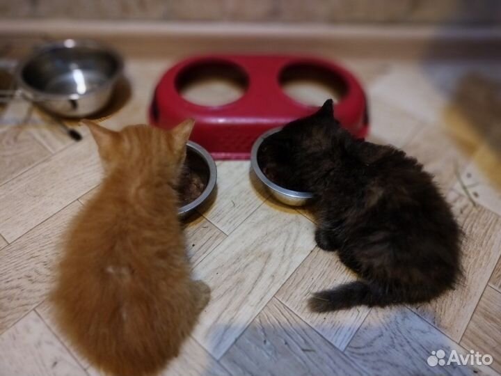 Славные котята в добрые руки