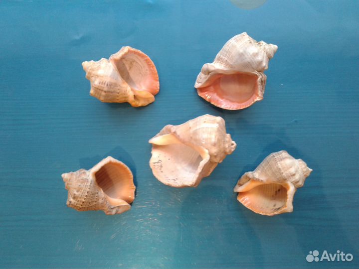 Ракушки