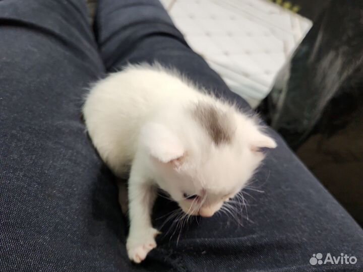 Кошка в дар бесплатно