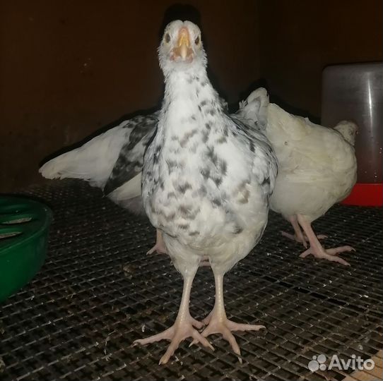 Цыплята Пушкинской породы. Инкубационное яйцо