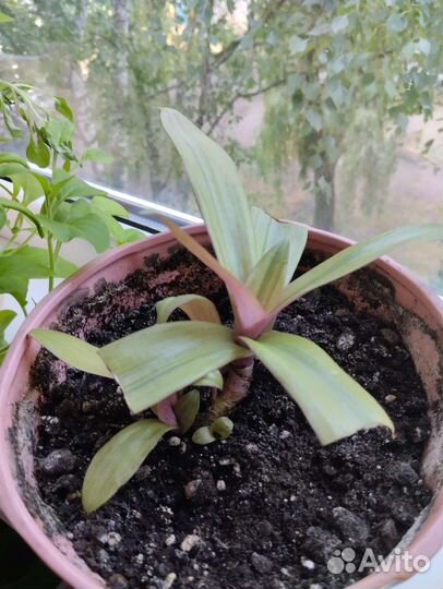 Традесканция