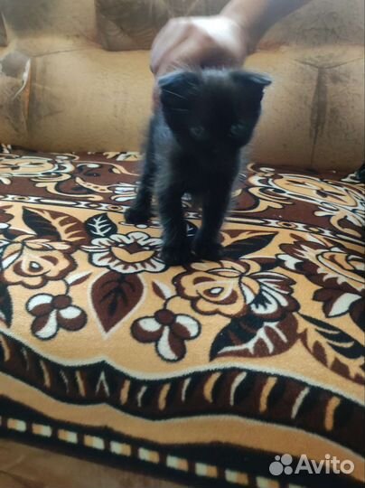 Британская вислоухая кошка