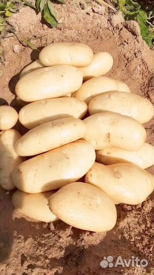 Продам картофель оптом