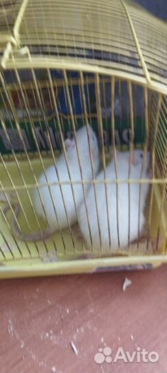 Белые крысы