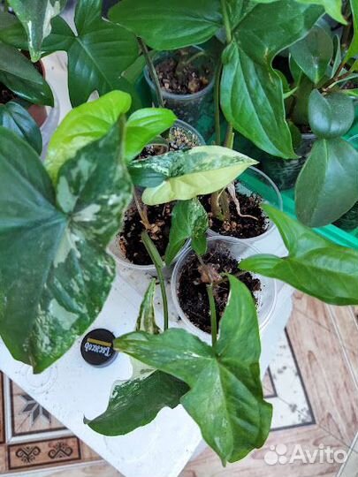 Комнатные растения для уюта и красоты