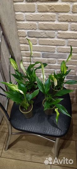 Спатифиллум