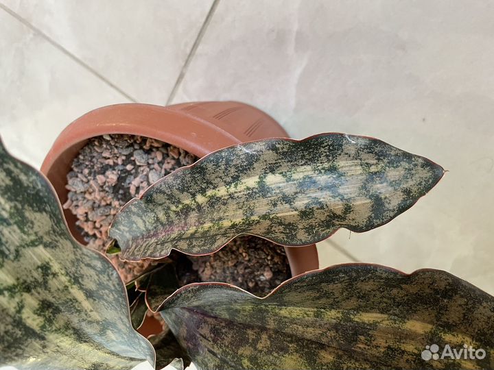 Сансевиерия сортовая