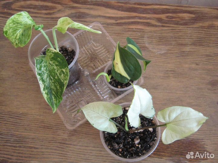 Сет из ароидных. Наборы из сортовых растений для н