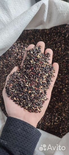 Семена суданки