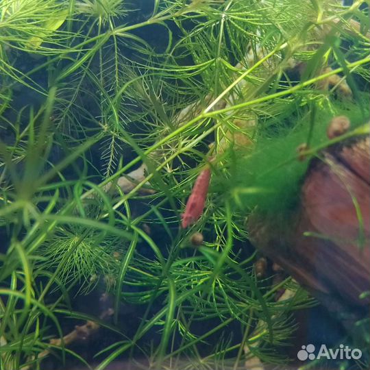 Креветки вишни