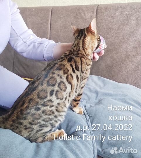 Домашний леопард