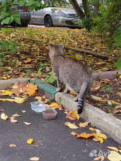 Кошка бесплатно в добрые руки