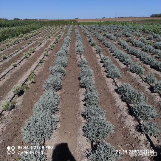 Лаванда широколистная