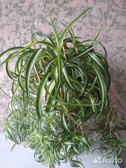 Хлорофитум кудрявый