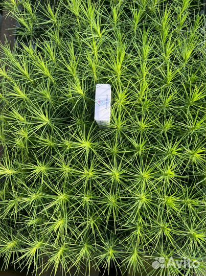 Зкс и окс сеянцы Сосна Ель Лиственница с окс