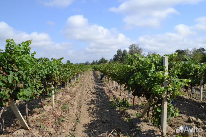 Виноград винных сортов