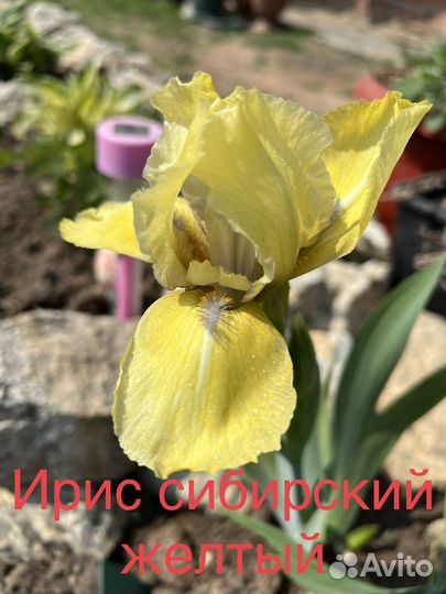 Ирис сибирский