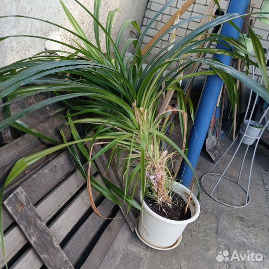 Драцена или пальма Панданус