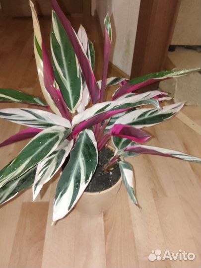 Комнатное растение