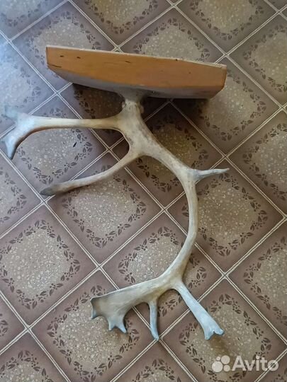 Продам рога лося и оленя