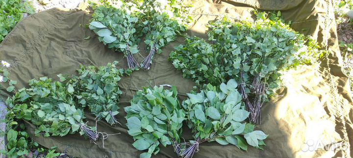 Веники для бани (берёзовые )