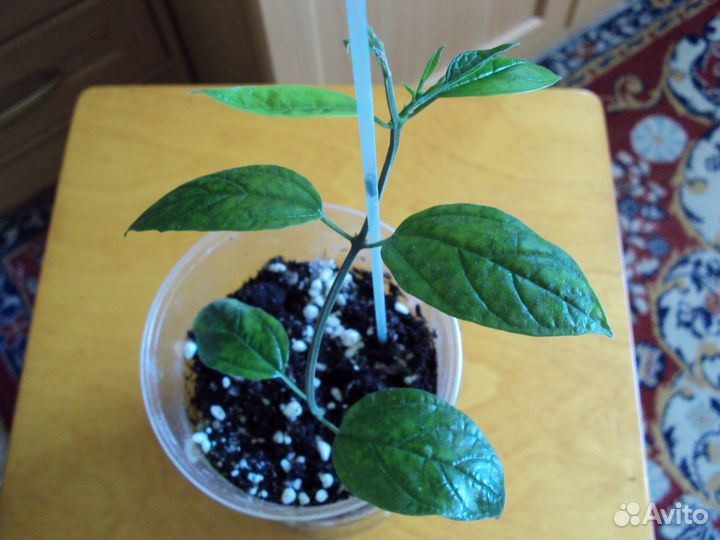 Клеродендрум Томпсона и Угандийский.Хлорофитум