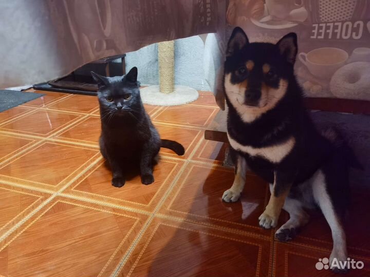 Британские кошки в добрые руки