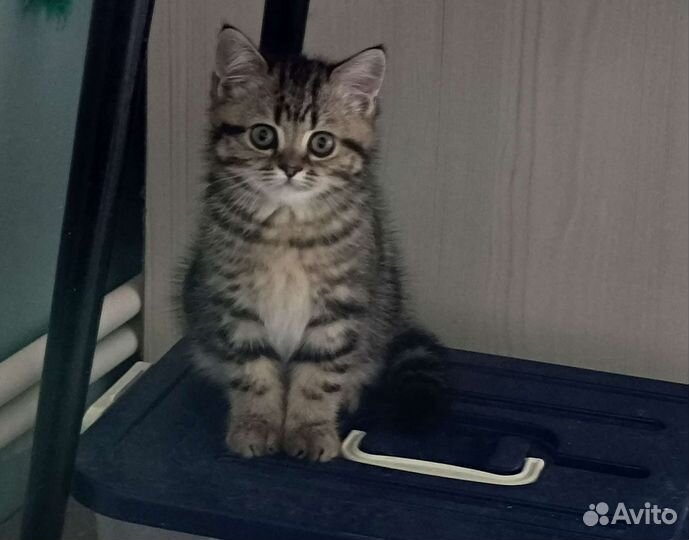 Британские короткошерстные котята