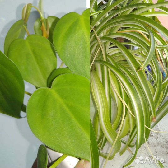 Растения для фитостены