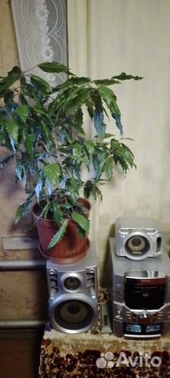 Продаю три цвета Гибискус (Китайская роза)