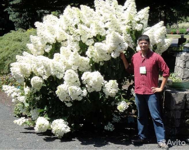 Гортензия сорта-гиганты