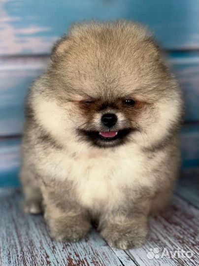 Померанский шпиц мини