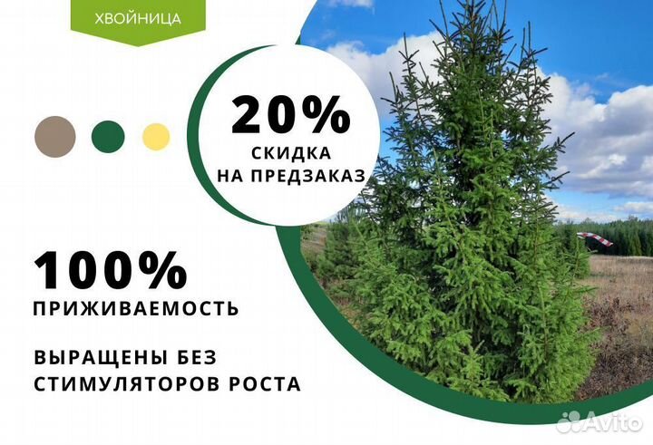 Ель обыкновенная 1,2 м