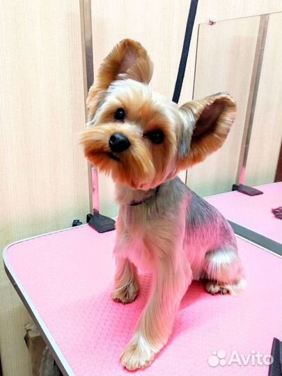 Стрижка собак/экспресс-линька мжк, Плющиха