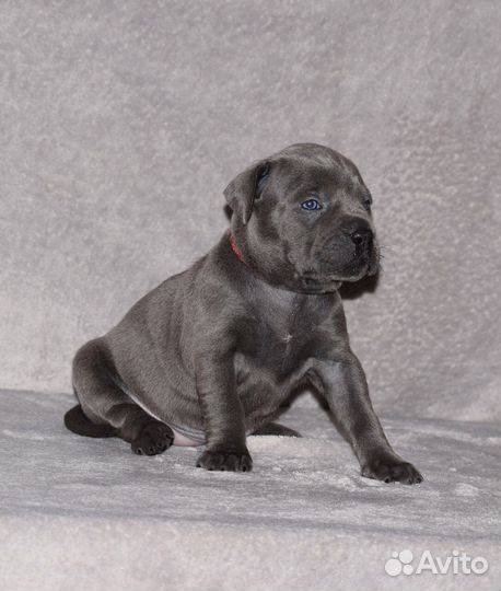 Прайтер голубого окраса