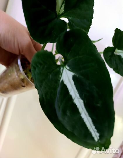 Сингониумы и другие