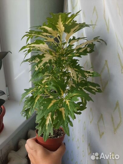 Колеус батерфляй для клумбы и подоконника