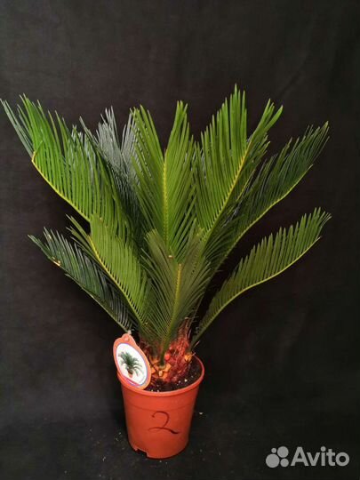 Пальма Цикас революта 14/50-58