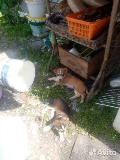 Маленькие собачки