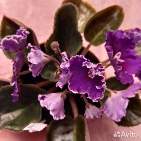 Детки сортовых фиалок